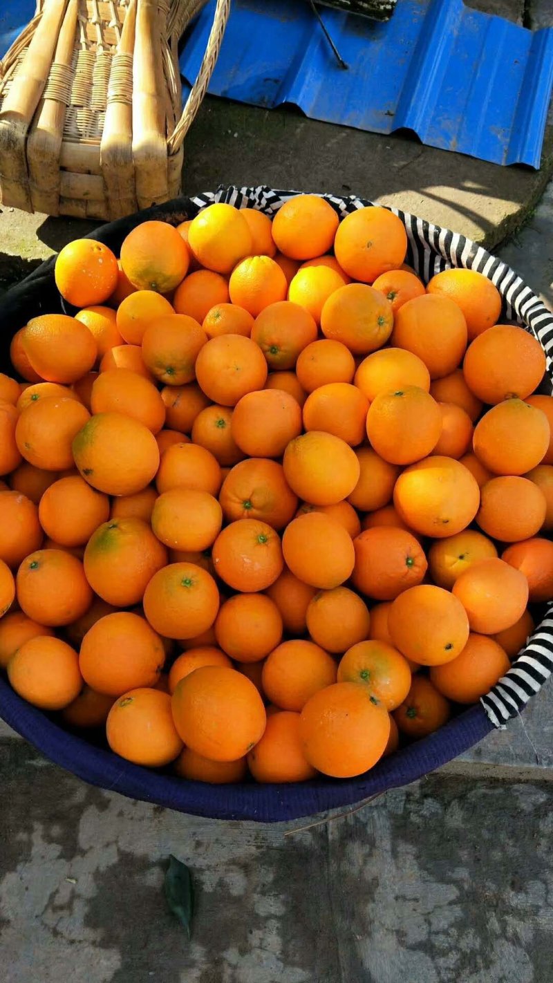 精品纽荷尔脐橙大量供应果园看货采果一手优质货源
