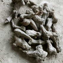 一年白术