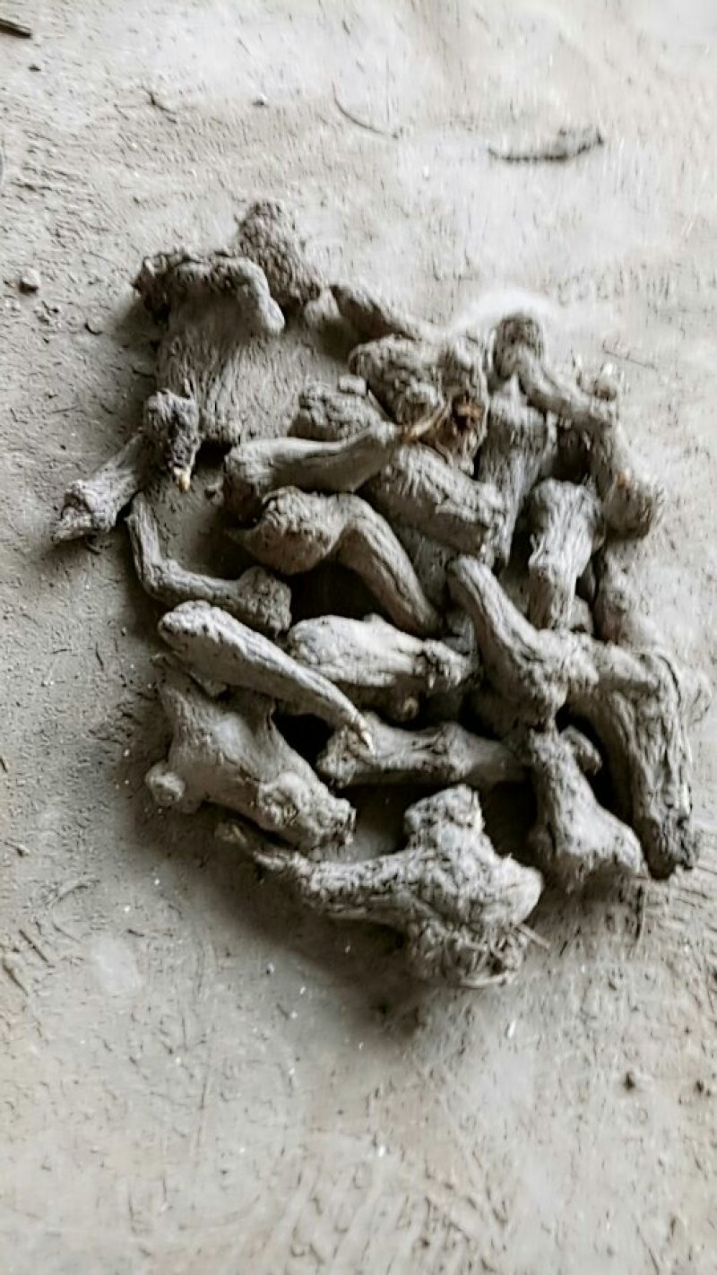 一年白术