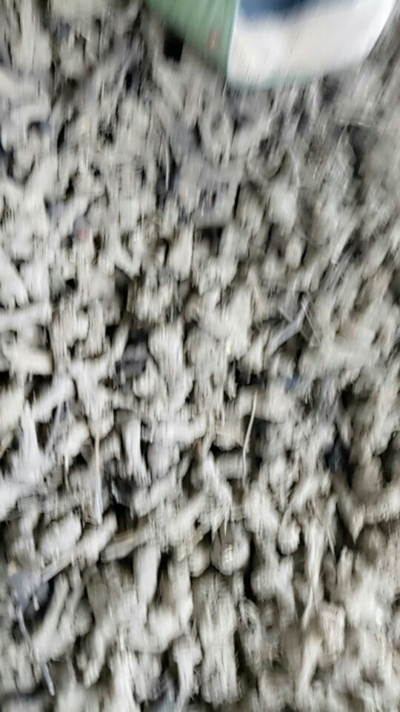 一年白术