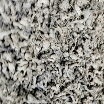 一年白术