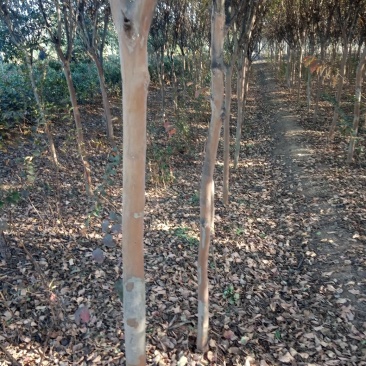 速生紫薇1米以下4~6cm1.5~2米