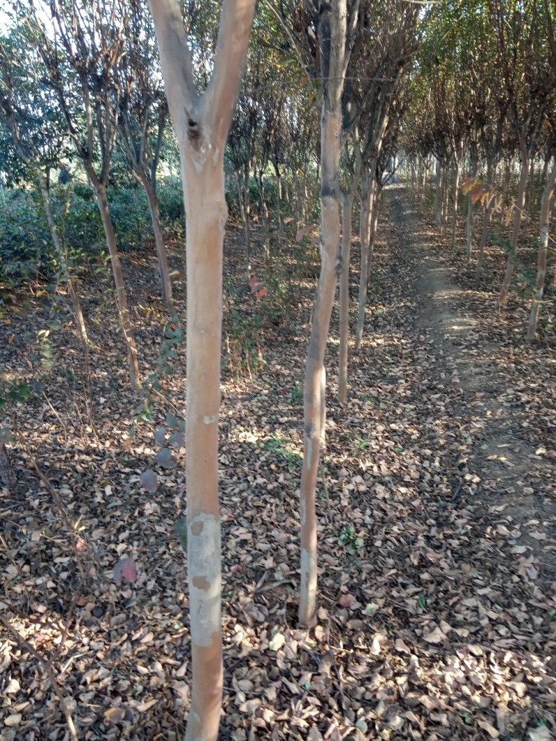 速生紫薇1米以下4~6cm1.5~2米