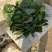 山东聊城冷棚菠菜，大量上市，代收代发全国各地，