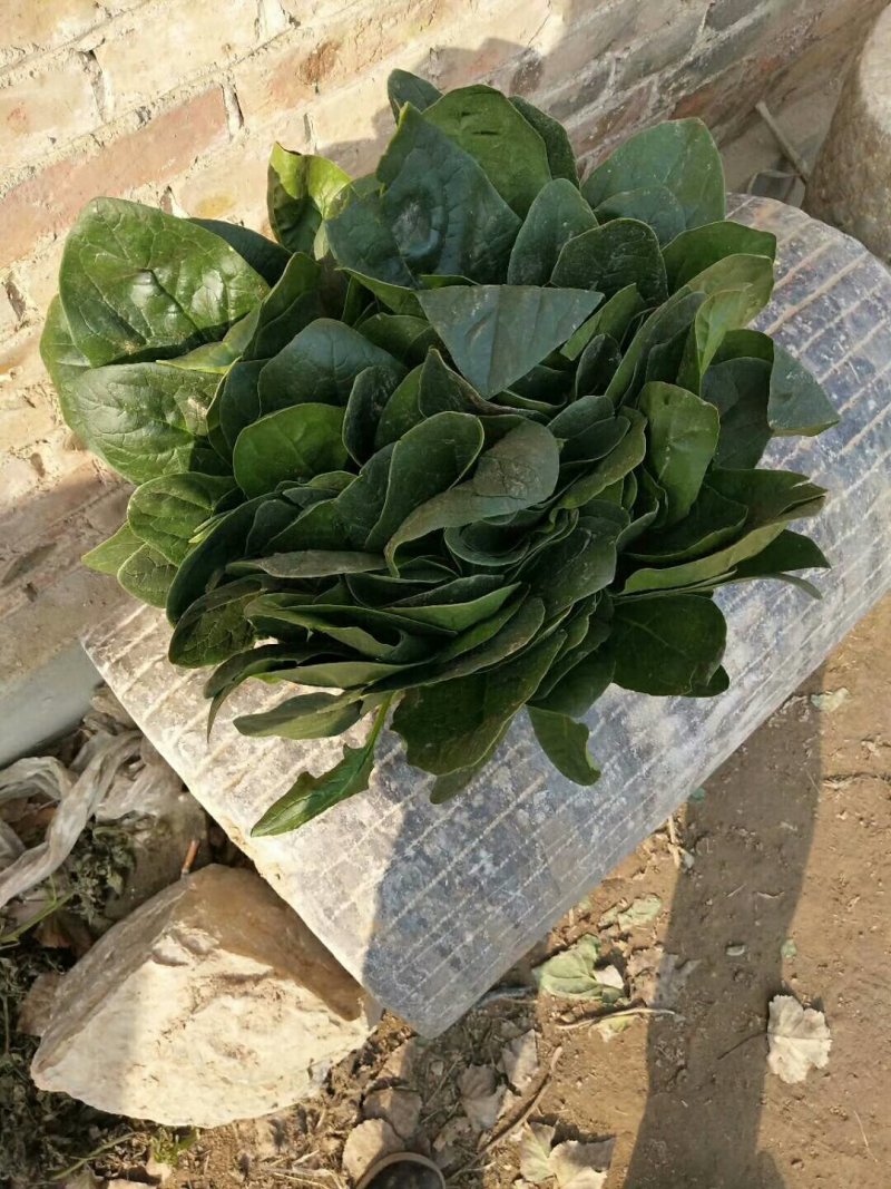 山东聊城冷棚菠菜，大量上市，代收代发全国各地，