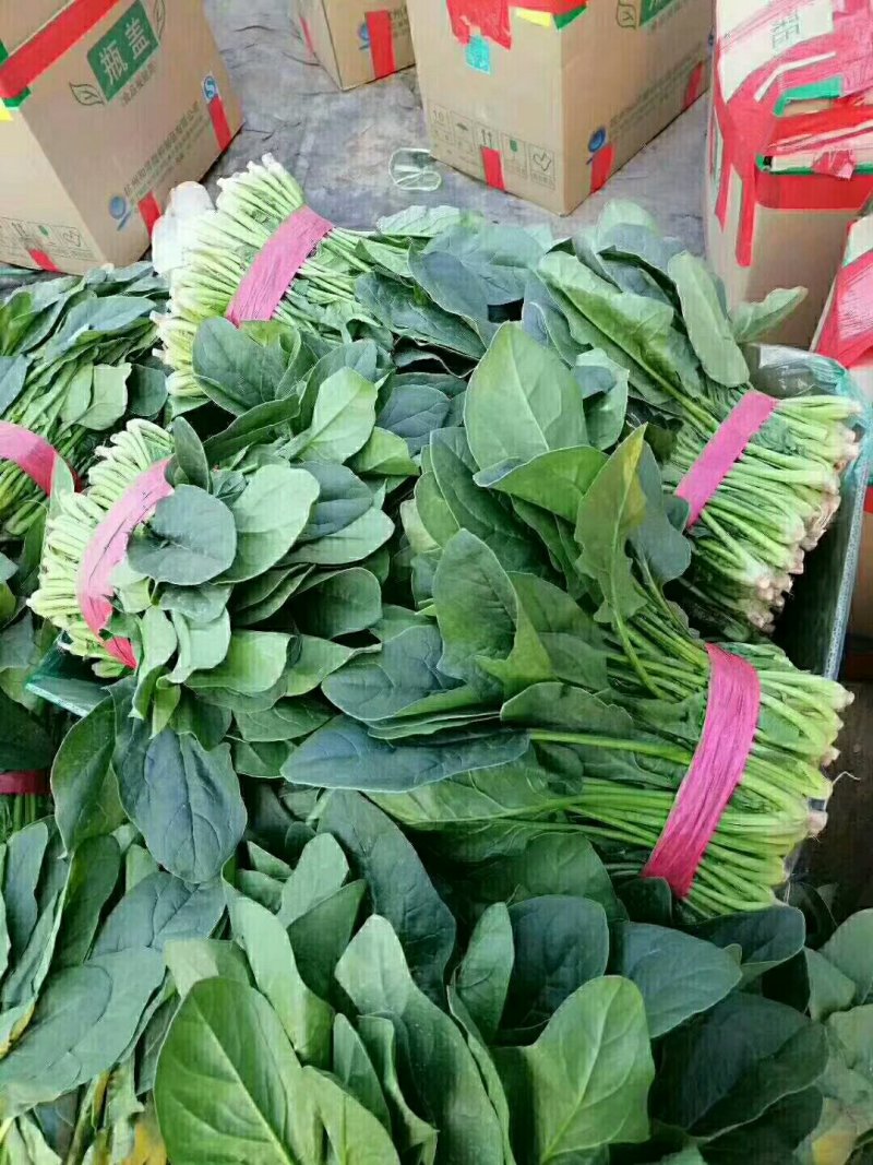 山东聊城冷棚菠菜，大量上市，代收代发全国各地，