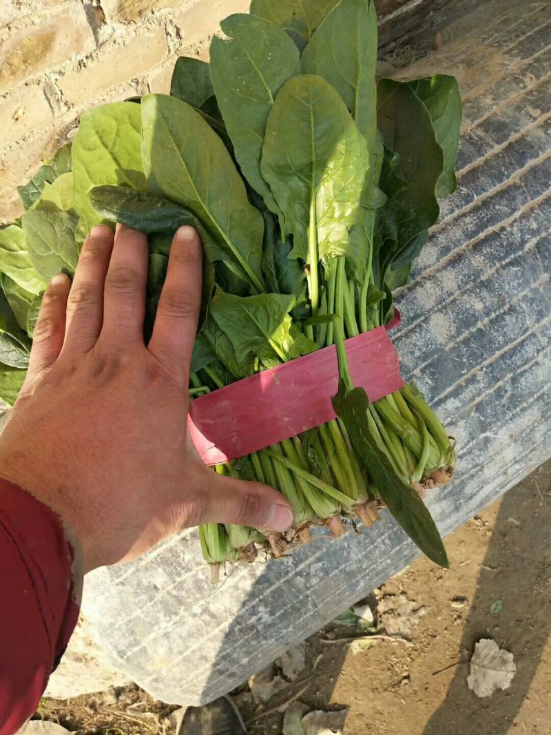 山东聊城冷棚菠菜，大量上市，代收代发全国各地，