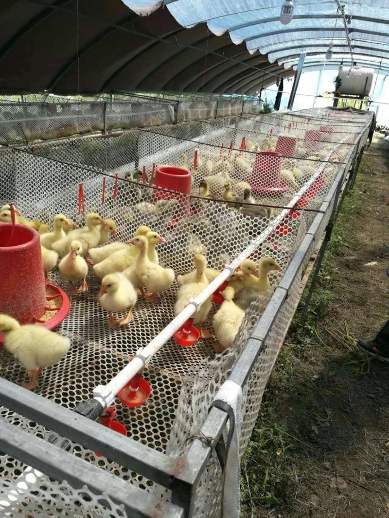 鸡用饮水器