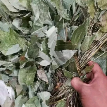 淫羊藿无根陕西货欢迎老板来看货，纯好货精品