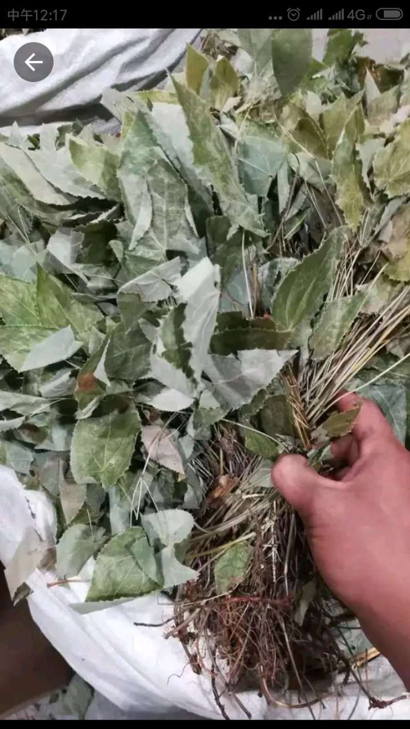 淫羊藿无根陕西货欢迎老板来看货，纯好货精品