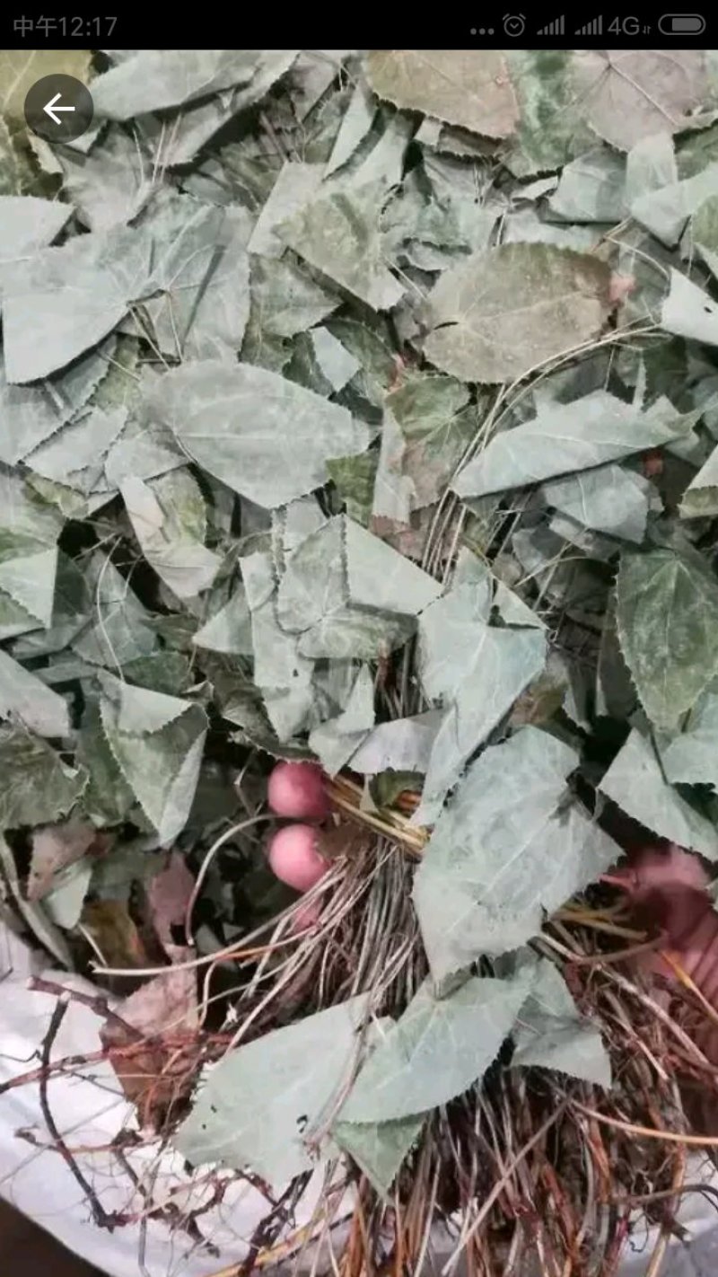 淫羊藿无根陕西货欢迎老板来看货，纯好货精品