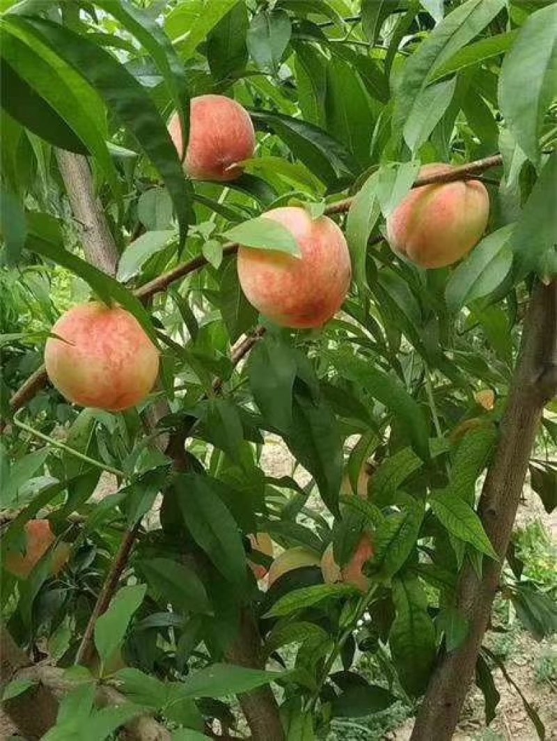 水蜜桃树苗批发早熟晚熟系列品种桃树苗大量供应