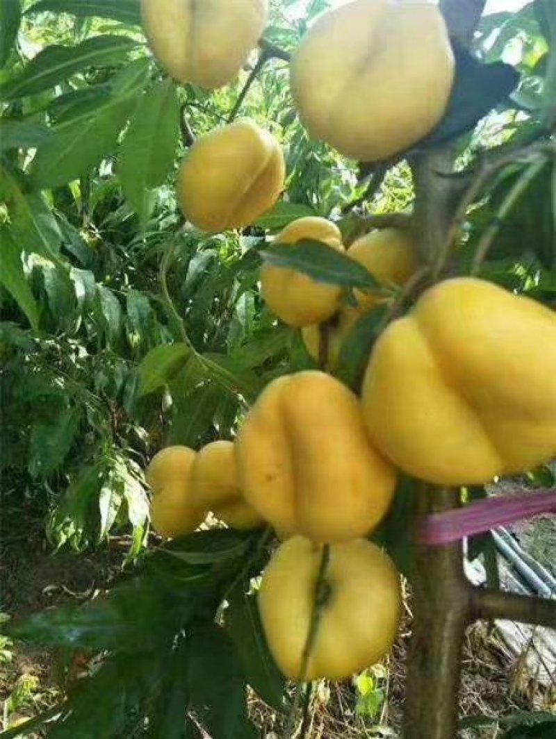 水蜜桃树苗批发早熟晚熟系列品种桃树苗大量供应