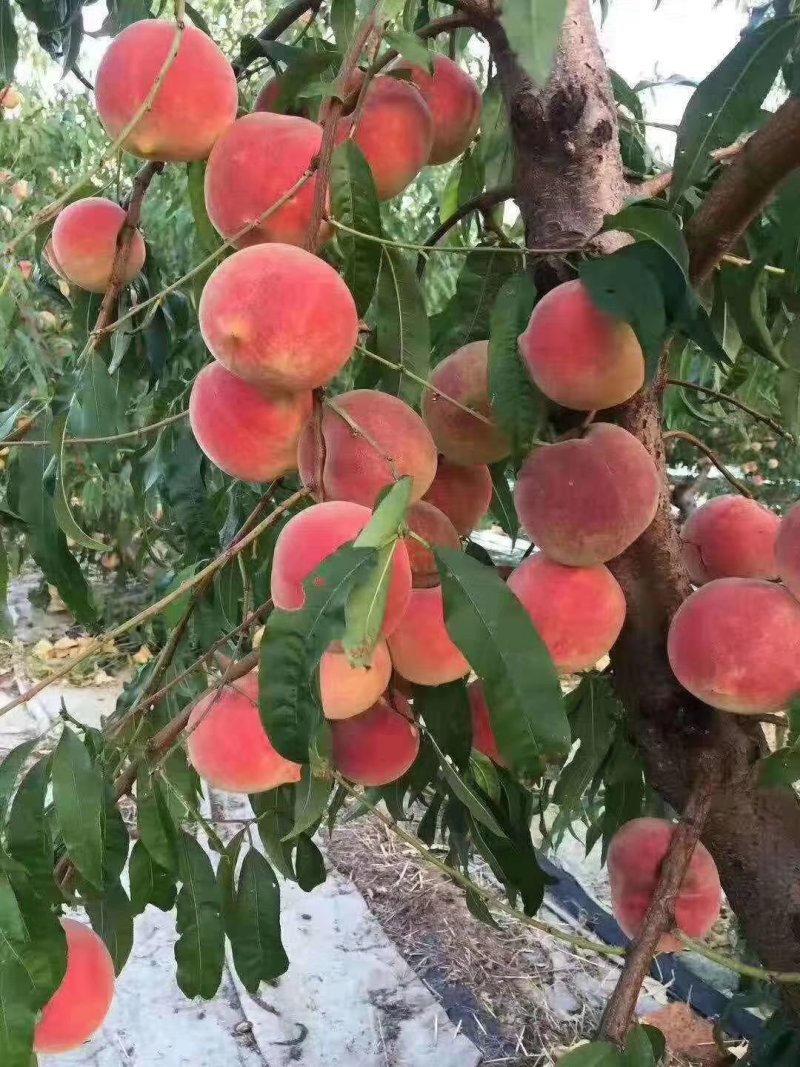 水蜜桃树苗批发早熟晚熟系列品种桃树苗大量供应