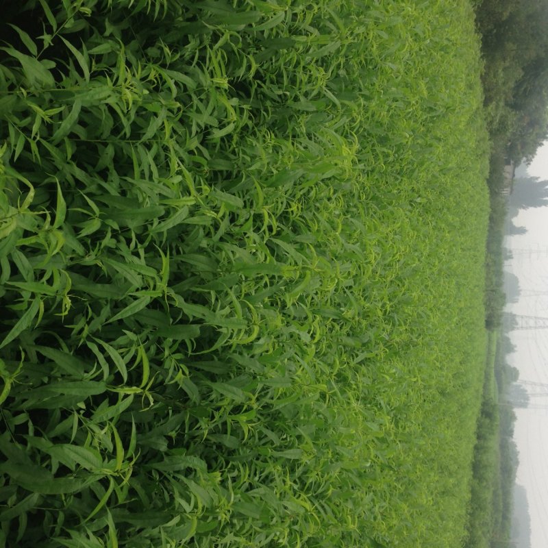 水蜜桃树苗批发早熟晚熟系列品种桃树苗大量供应
