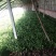 蒲公英6-10cm现起现卖新鲜绿色好吃不贵送礼佳品