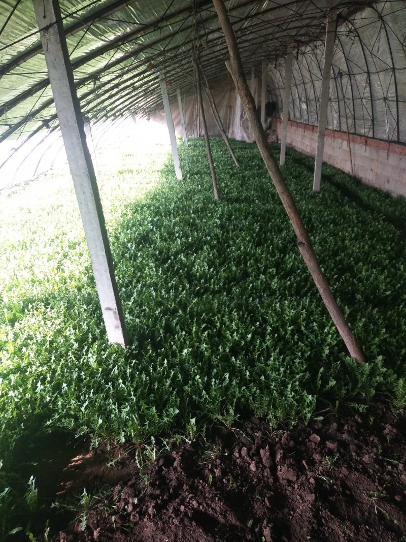 蒲公英6-10cm现起现卖新鲜绿色好吃不贵送礼佳品