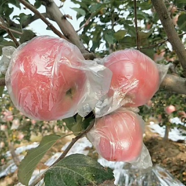 苹果，，，，，，，，，，，，，，，，，，，，，