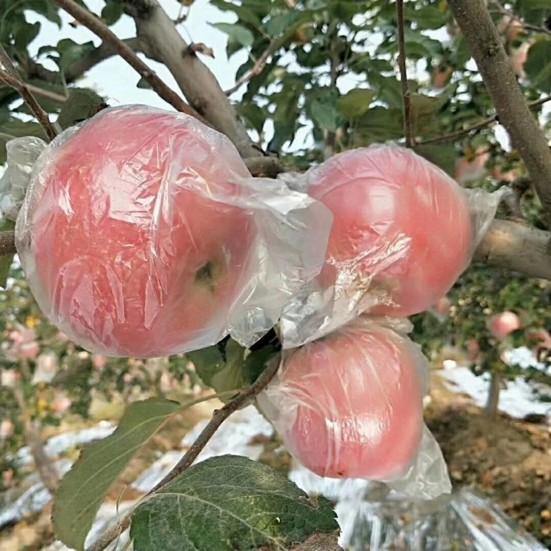 苹果，，，，，，，，，，，，，，，，，，，，，