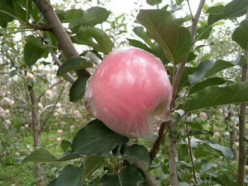 苹果，，，，，，，，，，，，，，，，，，，，，