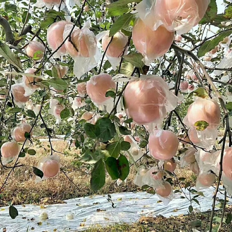 苹果，，，，，，，，，，，，，，，，，，，，，
