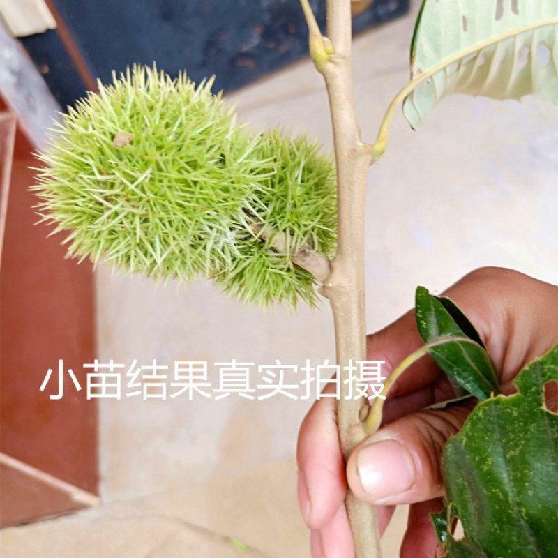 嫁接板栗树苗真正嫁接苗