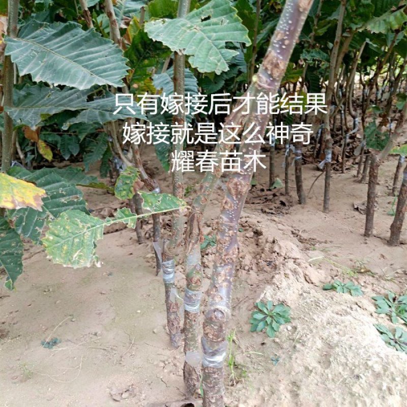 嫁接板栗树苗真正嫁接苗