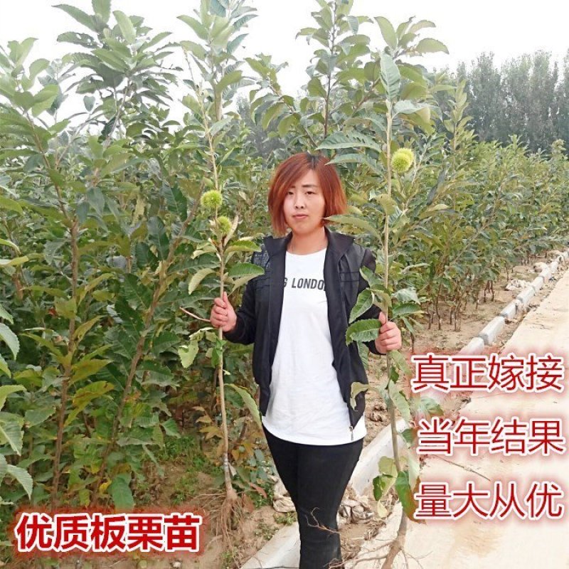 板栗树苗，嫁接苗