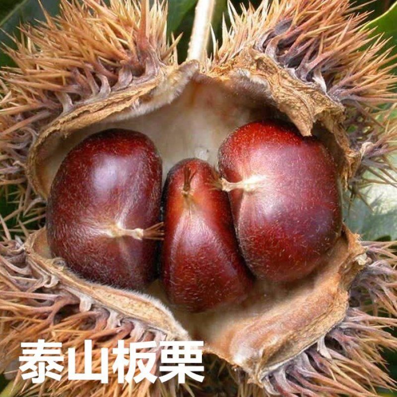 板栗树苗，嫁接苗
