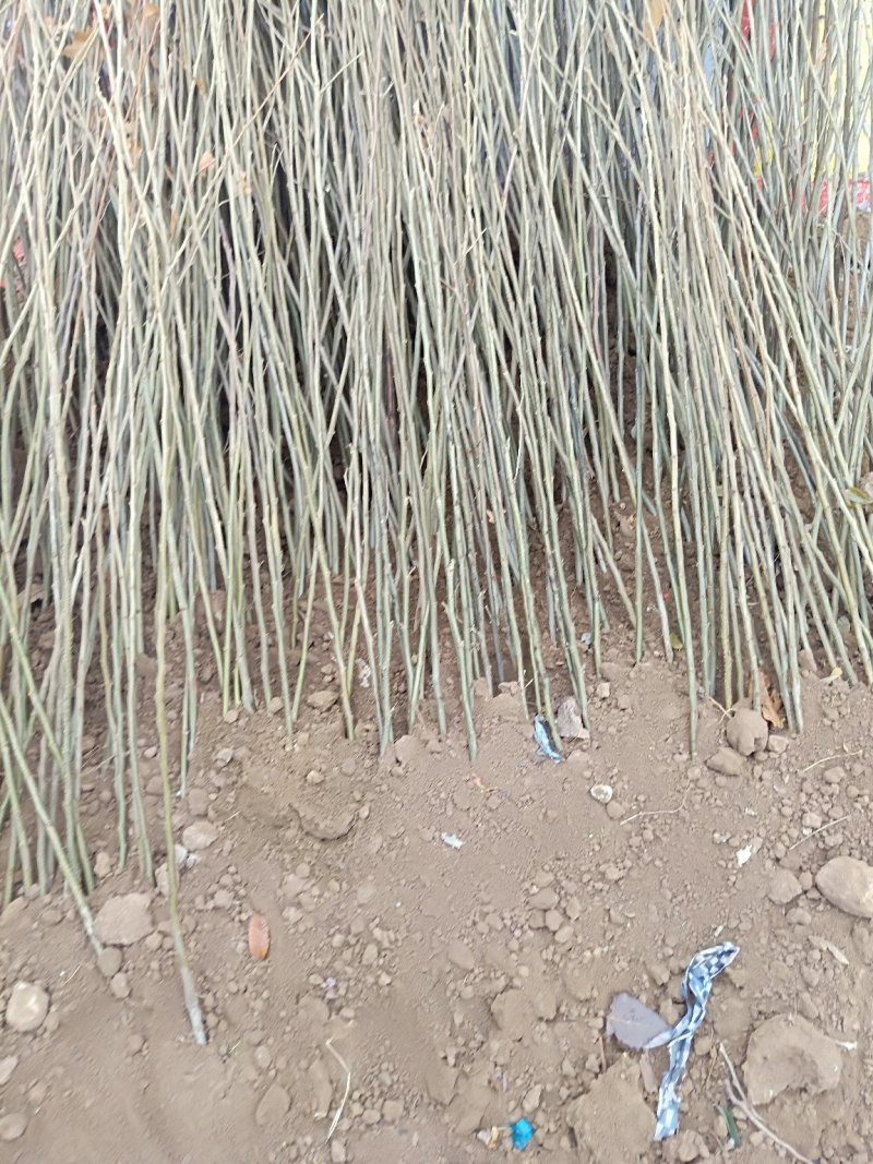 板栗树苗，嫁接苗