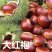 板栗树苗，嫁接苗
