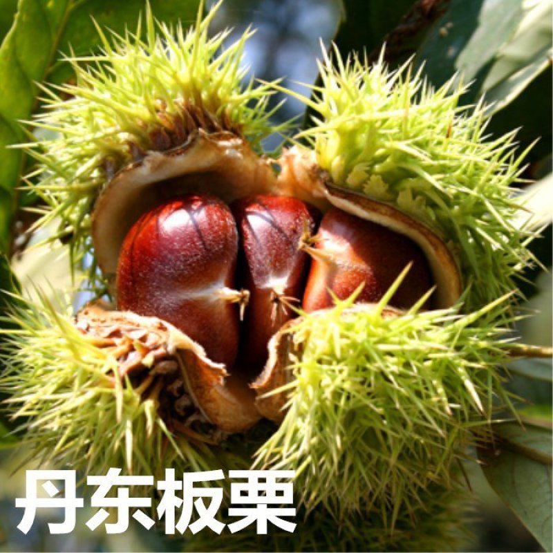 板栗树苗，嫁接苗