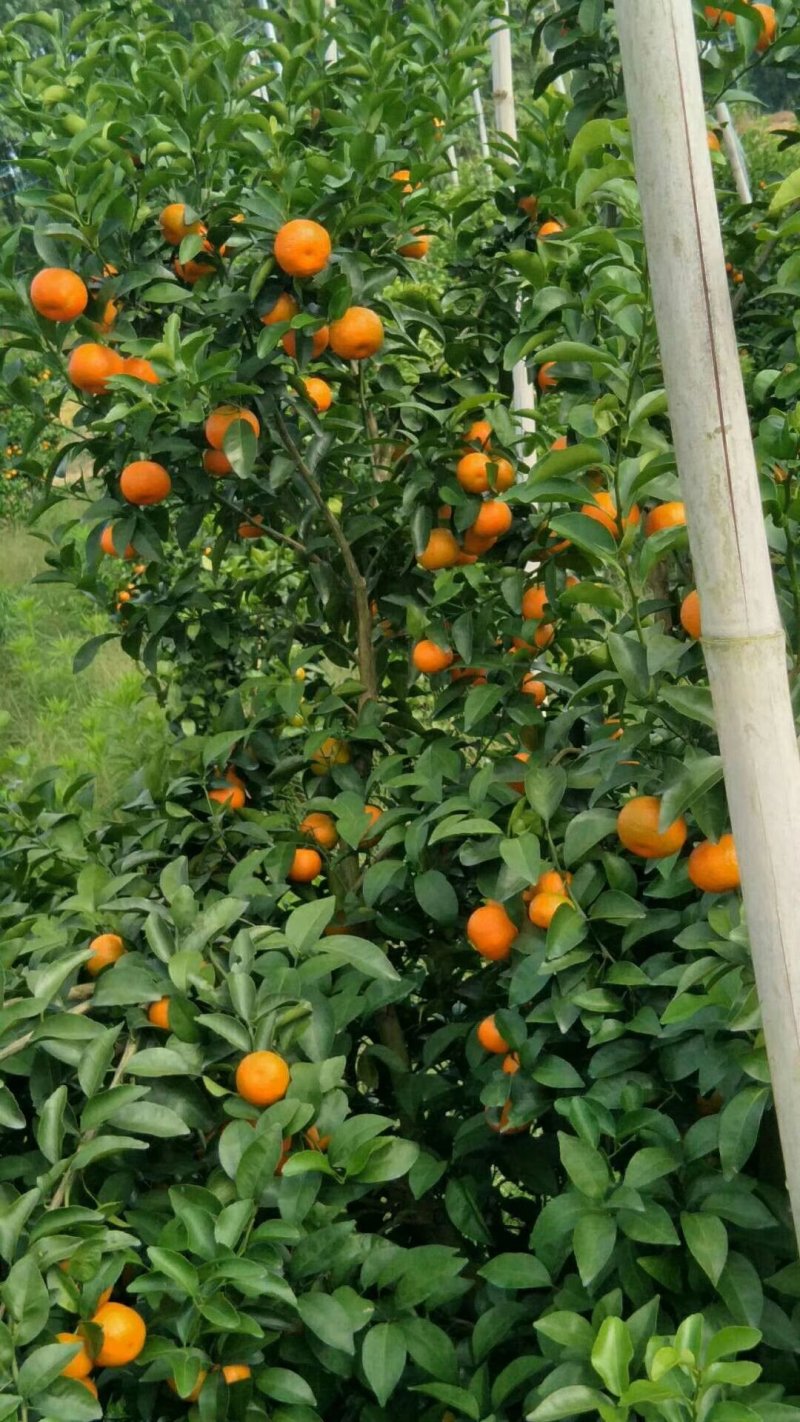 大量提供沙糖