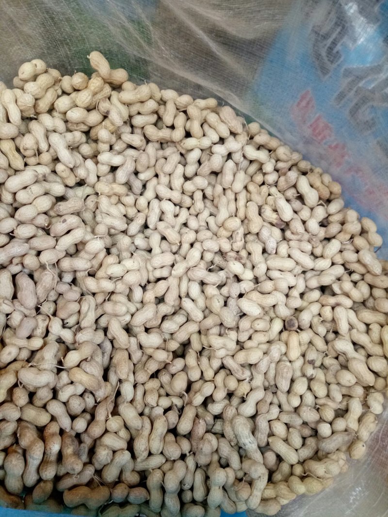 炒花生品种（小日本）