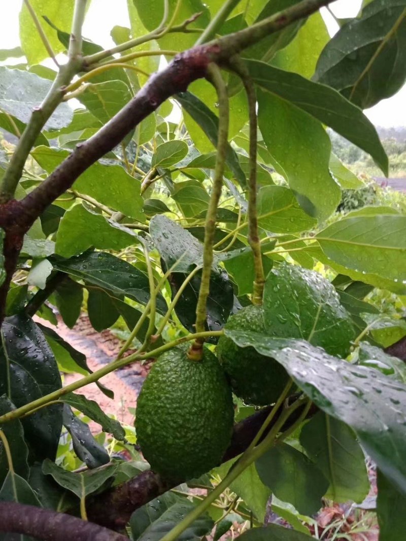 哈斯牛油果嫁接树苗南方种植墨西哥品种博恩带土发货