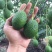 哈斯牛油果嫁接树苗南方种植墨西哥品种博恩带土发货