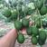 哈斯牛油果嫁接树苗南方种植墨西哥品种博恩带土发货