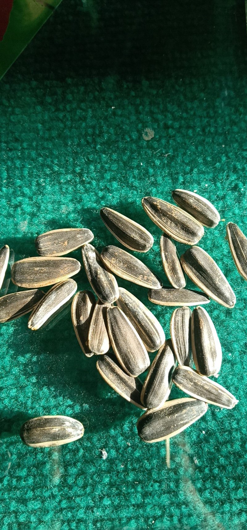 葫芦籽，葵花籽363/601/361/同庆