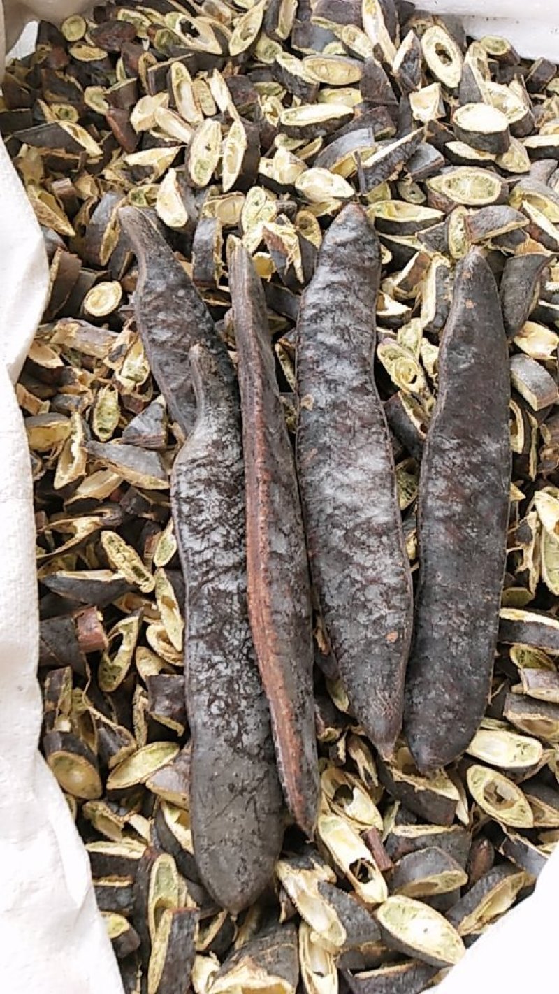 新货皂角大皂角皂角皂荚天然洗发防脱生发皂角段整吨发货
