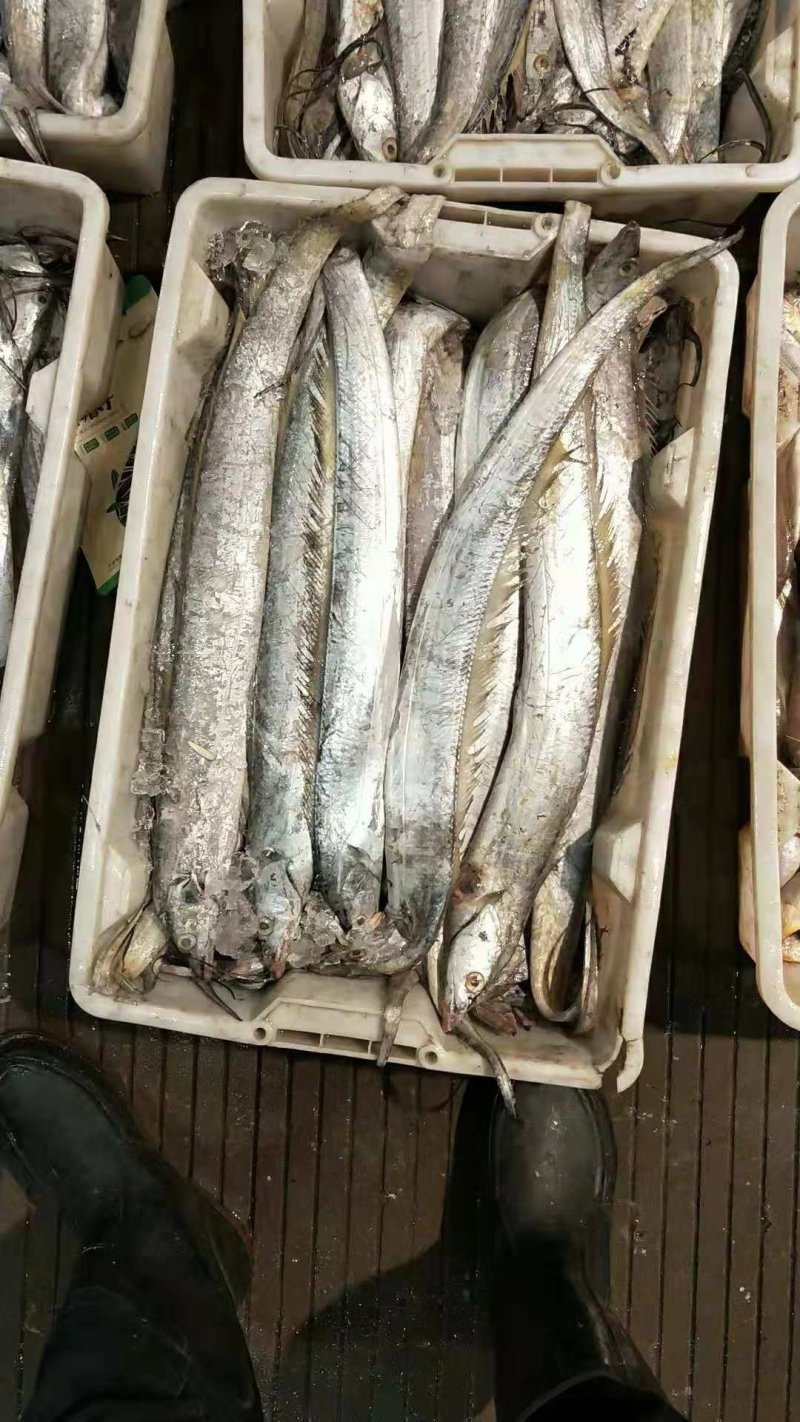 带鱼