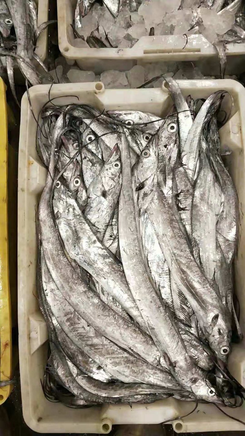 带鱼