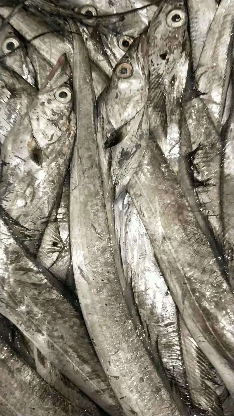 带鱼