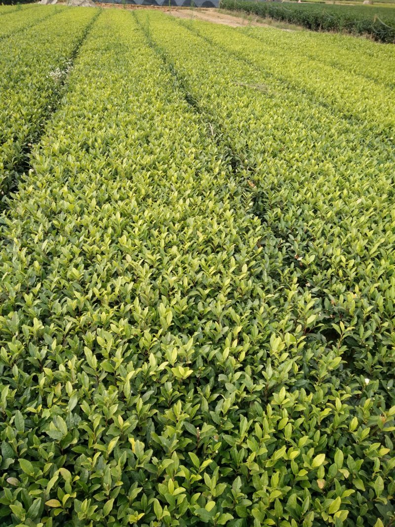 供应各品种茶树苗