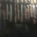 香叶10cm以下