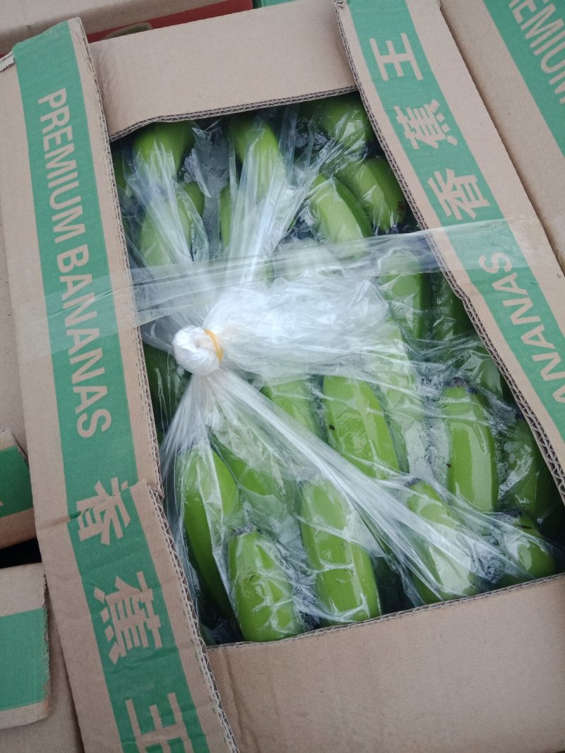 河口香蕉