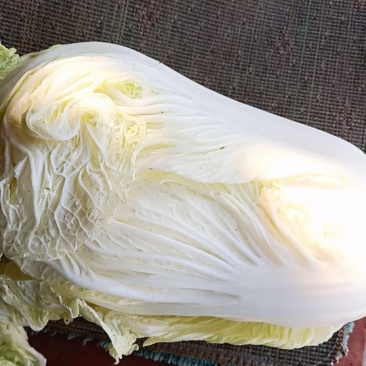 白菜