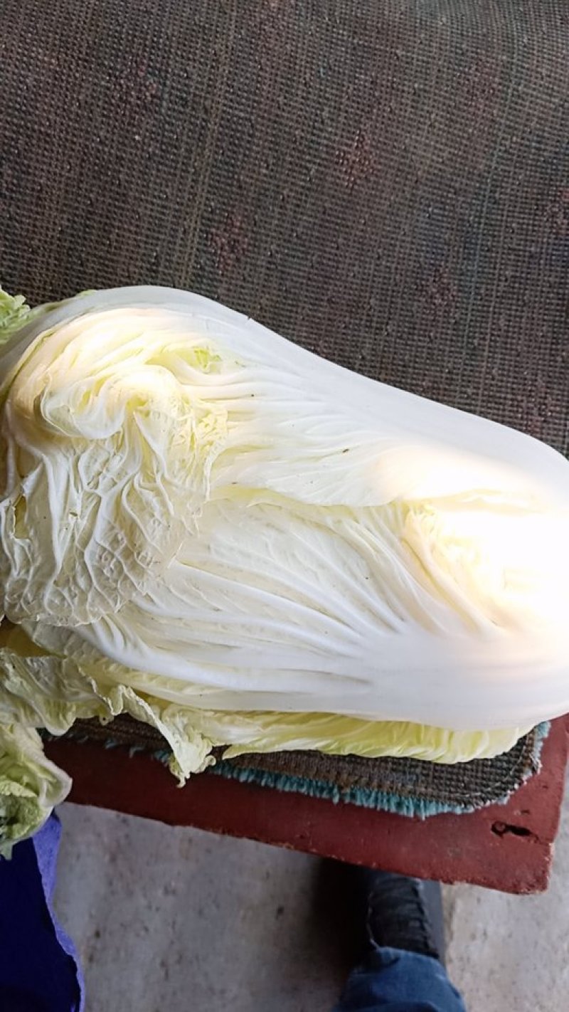 白菜