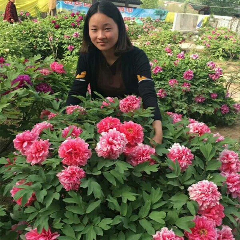 牡丹苗基地直销一头到多头都有货大量销售
