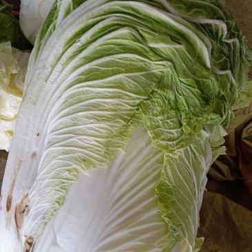 大白菜