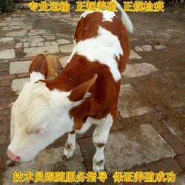 西门塔尔牛